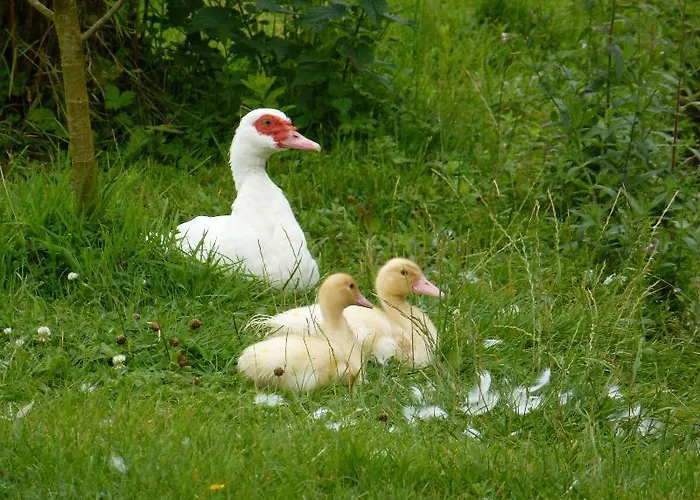 Guest house La Rivierette