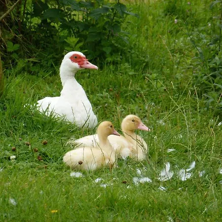 Гостевой дом La Rivierette